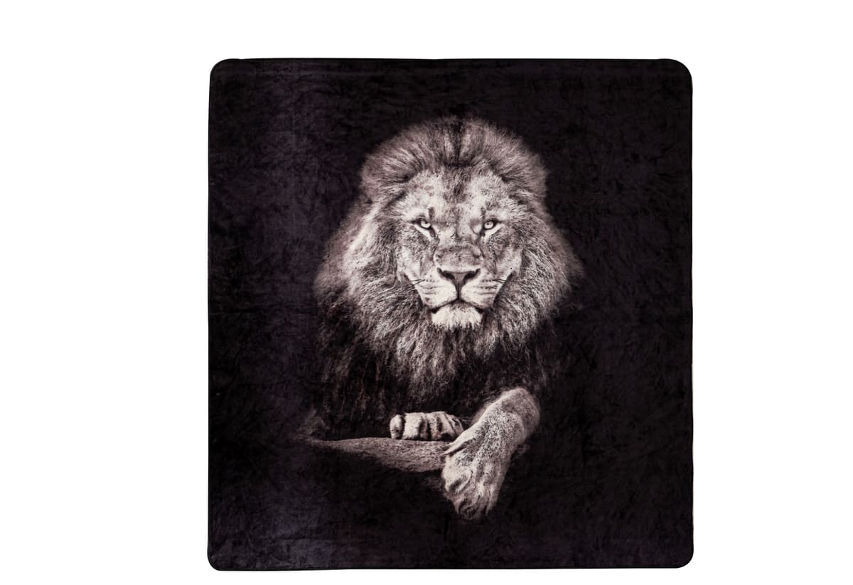 Lion_2